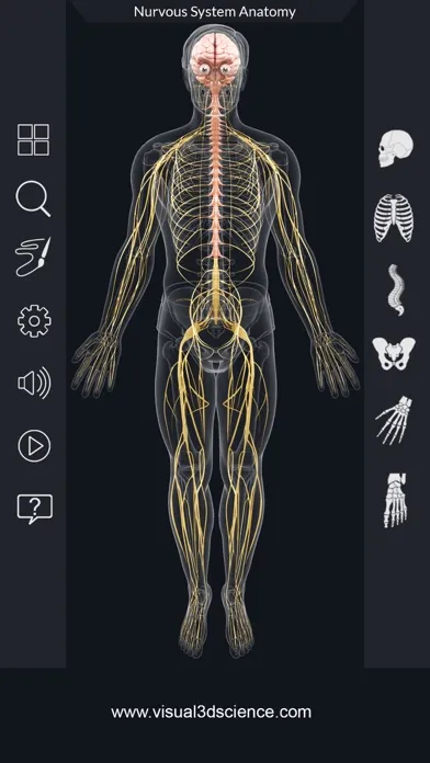 Ảnh chụp màn hình của My Nervous System Anatomy