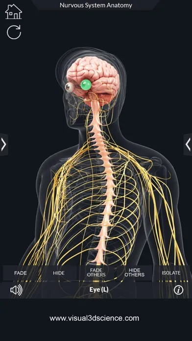 Ảnh chụp màn hình của My Nervous System Anatomy