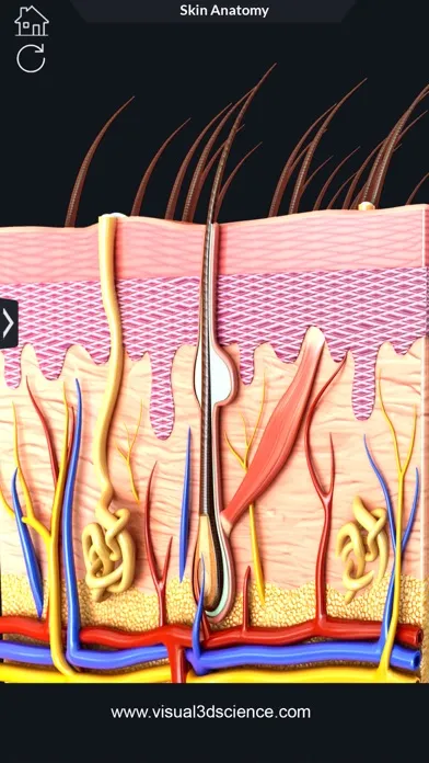 Tangkapan layar My Skin Anatomy