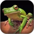 Atlas: Reptiles of World