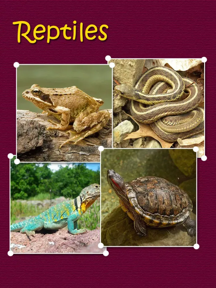 Atlas: Reptiles of World iPad  Screenshots