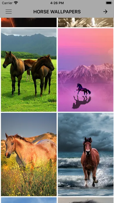صور Horse Wallpapers & Backgrounds
