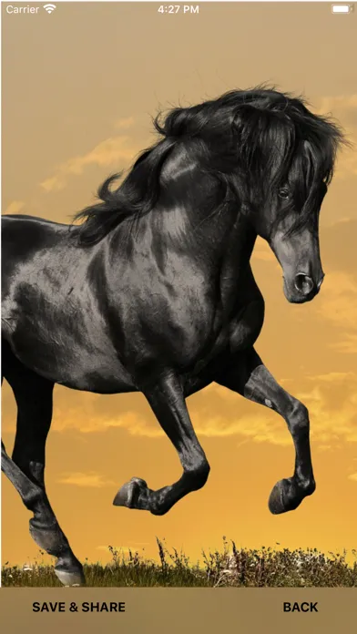 صور Horse Wallpapers & Backgrounds