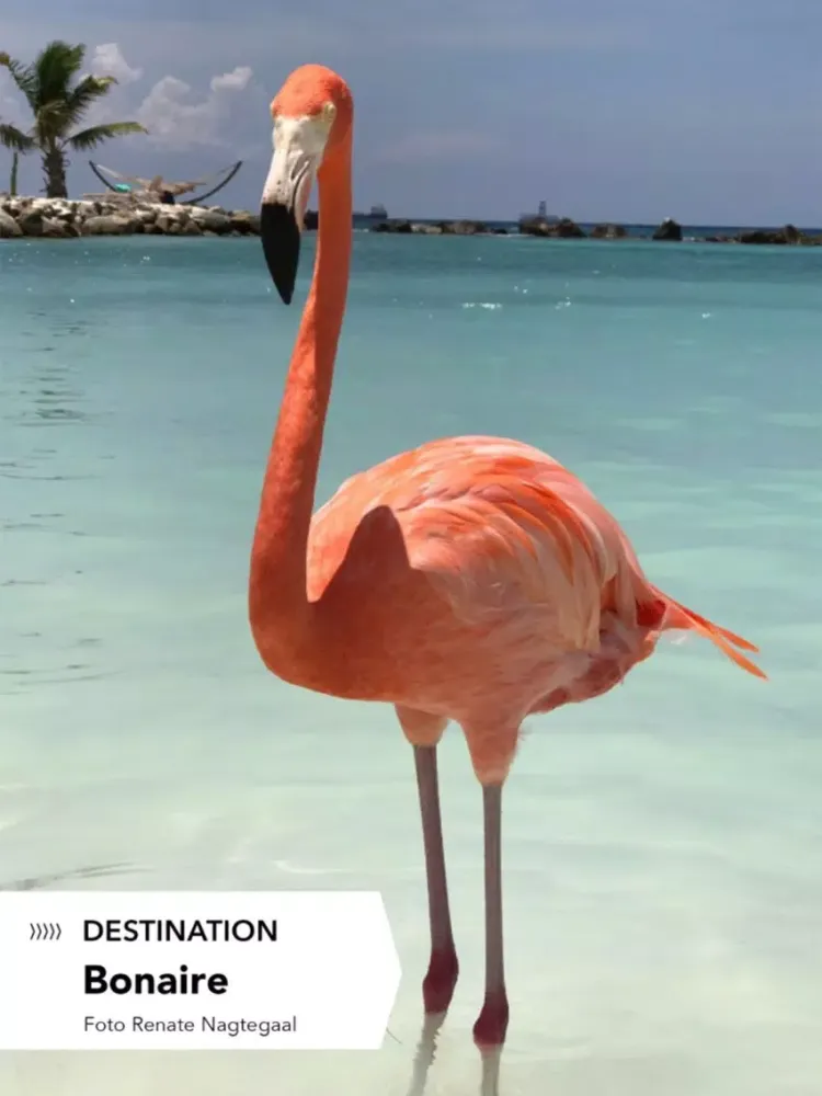 تصاویر VNC Magazines iPad 
