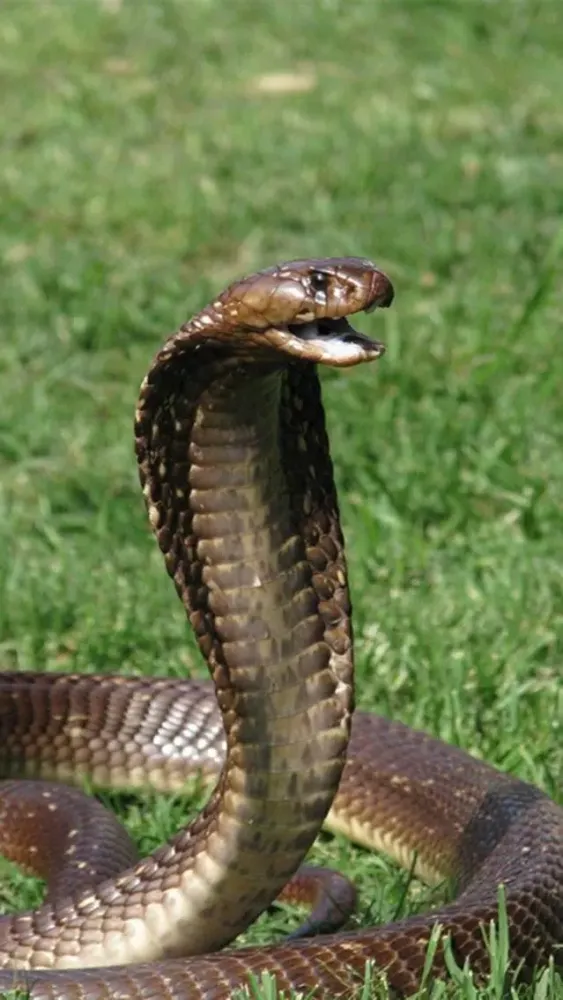 Snake Scare Prank - Prank girls with scary snake 스크린샷