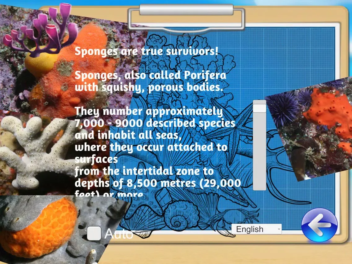 OCEAN EXPLORER - SEA LIFE.OEP iPad 应用截图