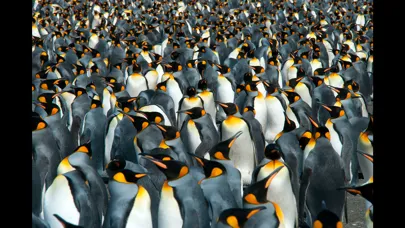 Zrzuty ekranu Album Antarctic