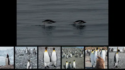 Zrzuty ekranu Album Antarctic