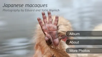 تصاویر Japanese Macaques