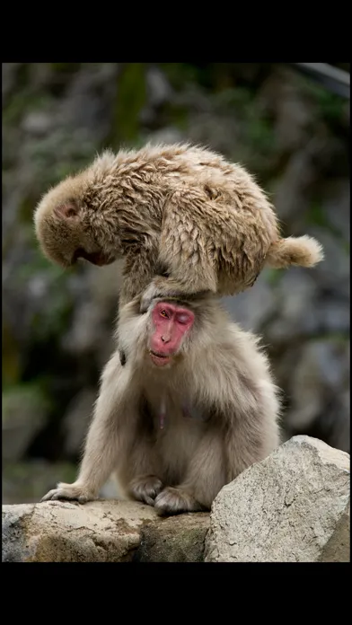 تصاویر Japanese Macaques