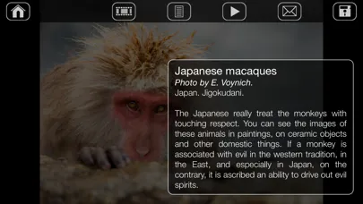 تصاویر Japanese Macaques