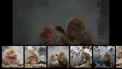 تصاویر Japanese Macaques