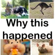 Why This Happened