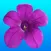 Virutla Reality(VR) Petunia Flower