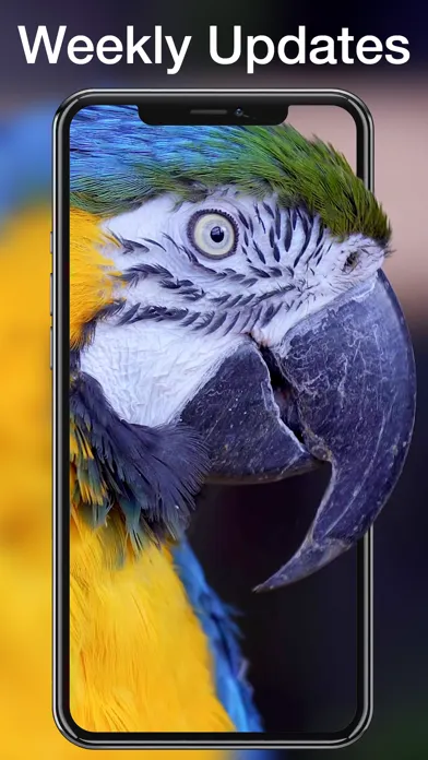 WallpapersMania Live Wallpaper Screenshots