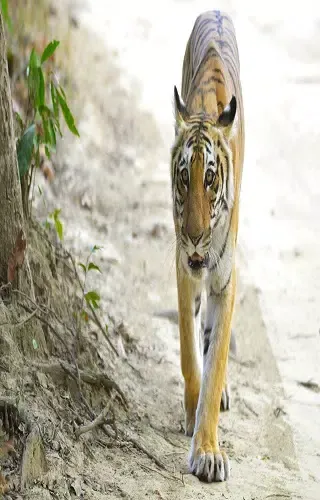 Tangkapan skrin Corbett Tiger Reserve