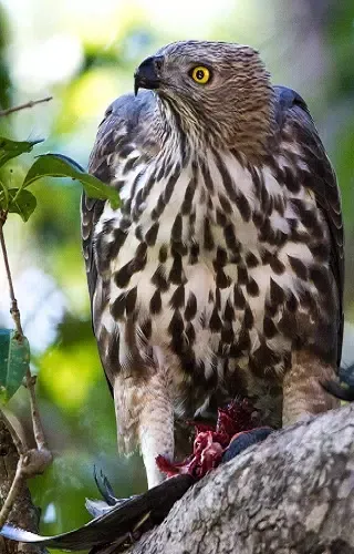 Tangkapan skrin Corbett Tiger Reserve