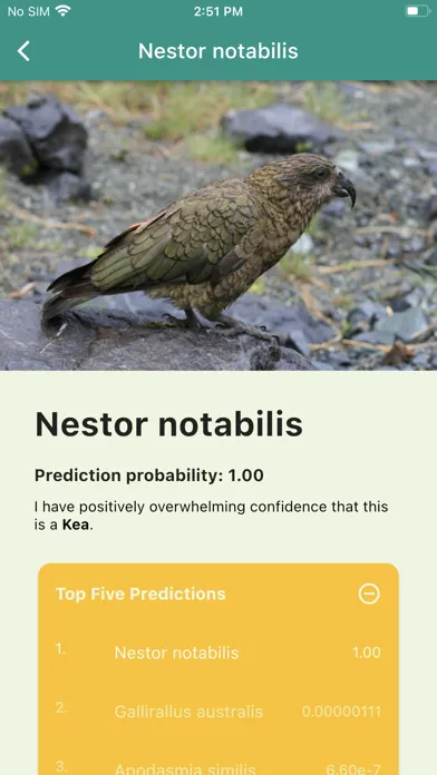 Aotearoa Species Classifier স্ক্রিনশট