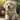 Cute Dog & Puppy Wallpaper 4K