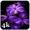 Aesthetic Purple Wallpapers 4K