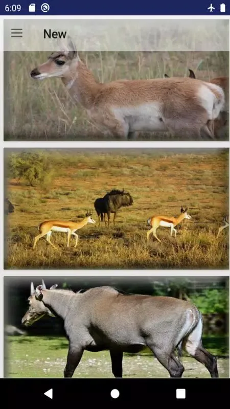 Antelope wallpaper سکرین شاٹس