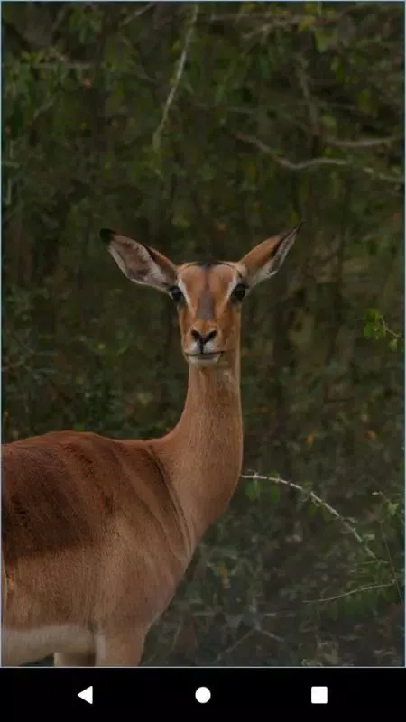 Antelope wallpaper سکرین شاٹس