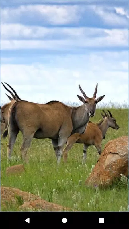 Antelope wallpaper سکرین شاٹس