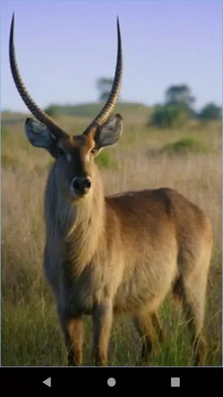 Antelope wallpaper سکرین شاٹس