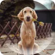 Dogs Wallpapers