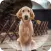 Dogs Wallpapers