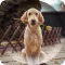 Dogs Wallpapers