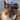 German shepherd dog wallpapers