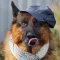 German shepherd dog wallpapers