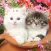 Kittens cats cute wallpapers