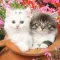 Kittens cats cute wallpapers