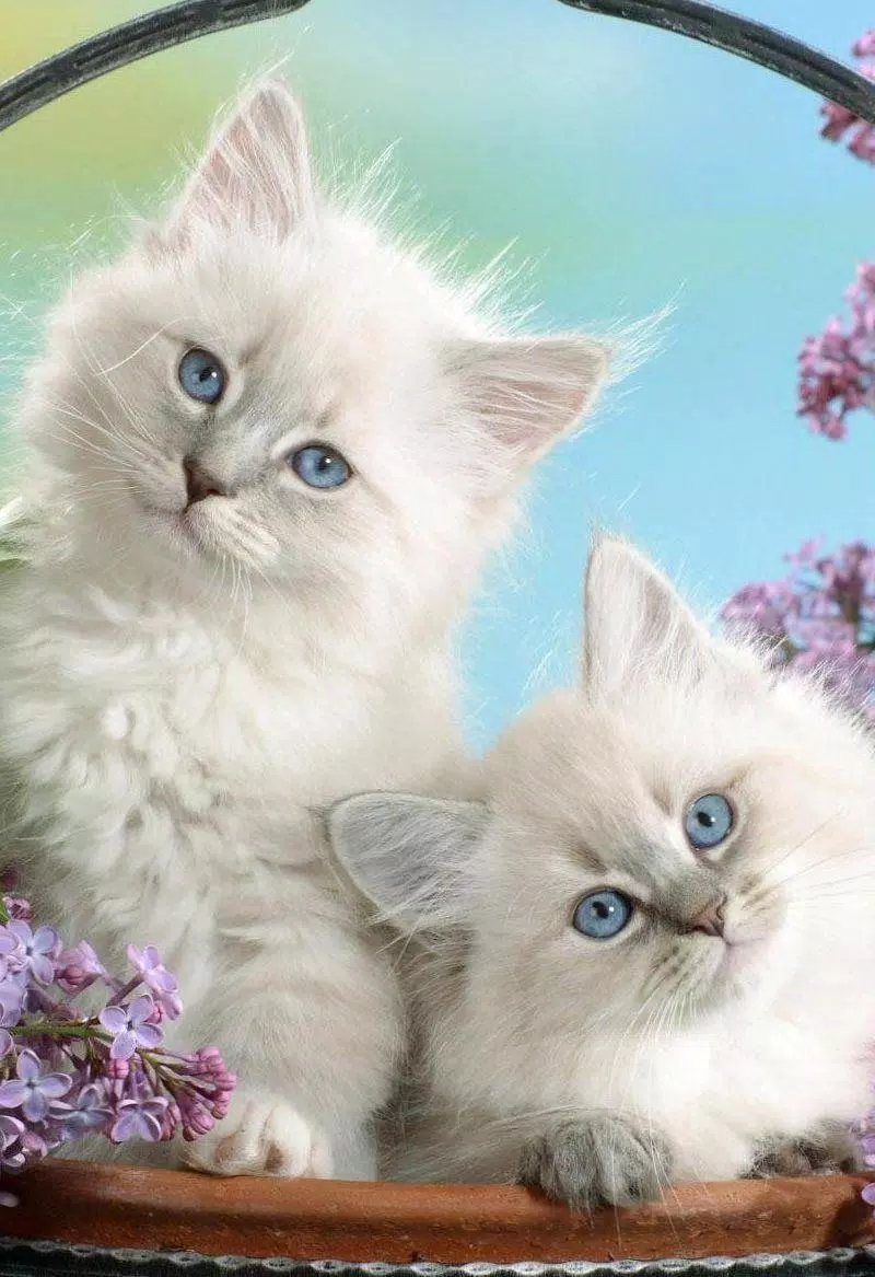 Kittens cats cute wallpapers Screenshots1