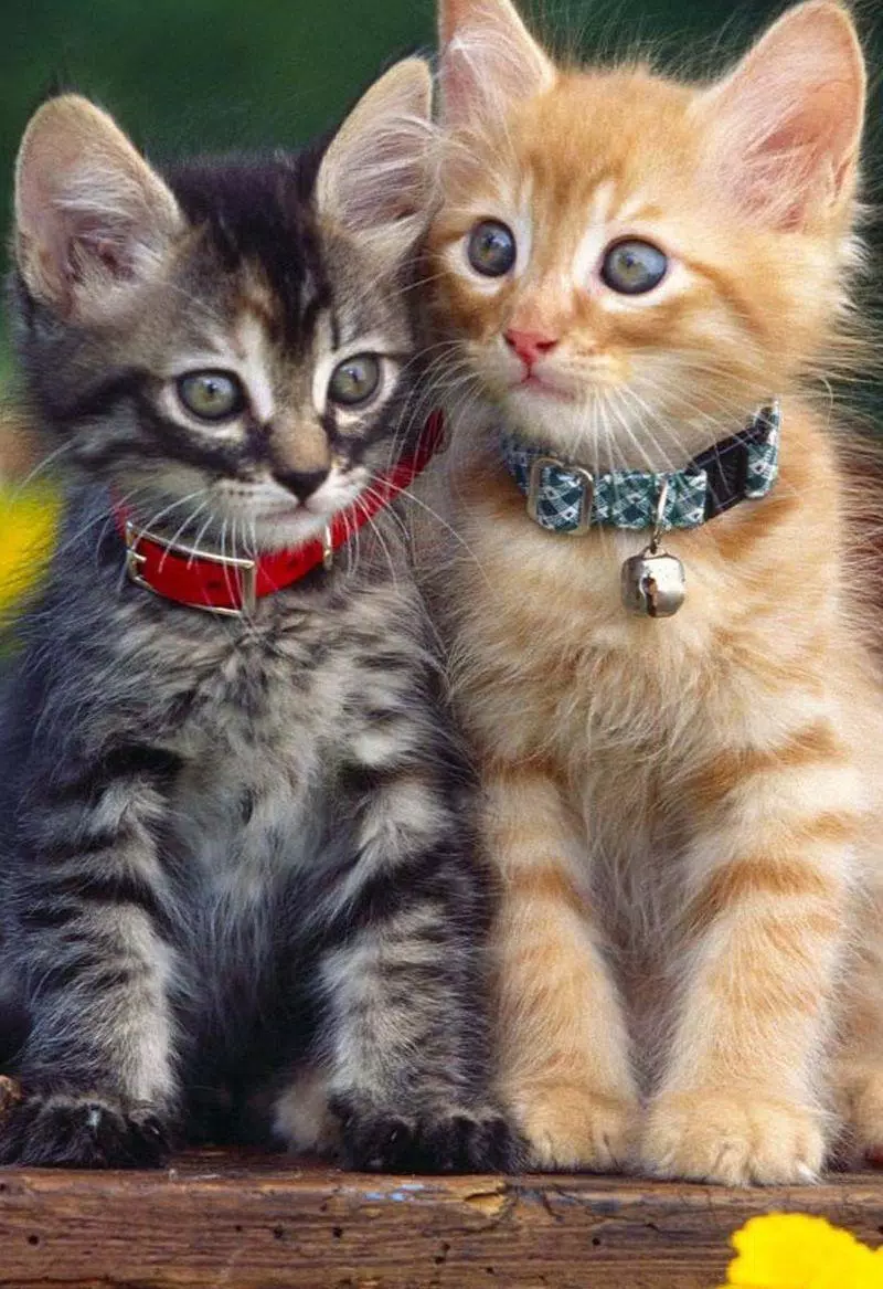 Kittens cats cute wallpapers Screenshots2