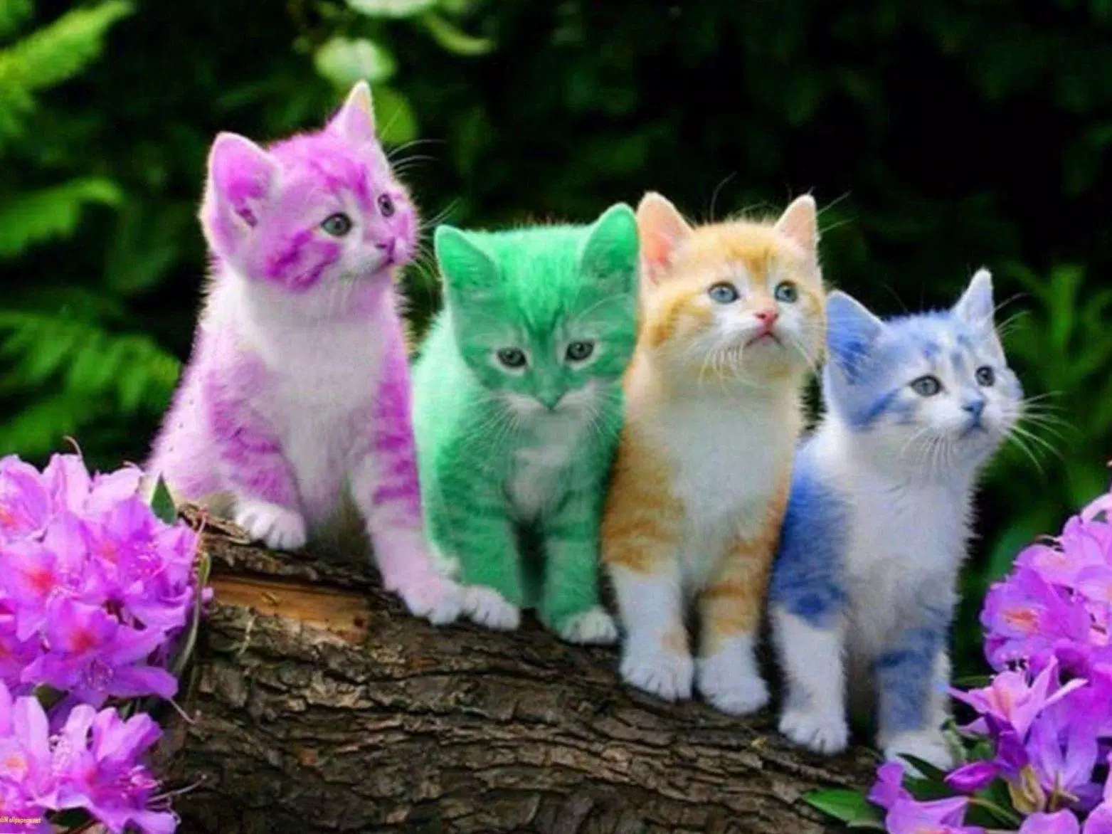 Kittens cats cute wallpapers Screenshots4