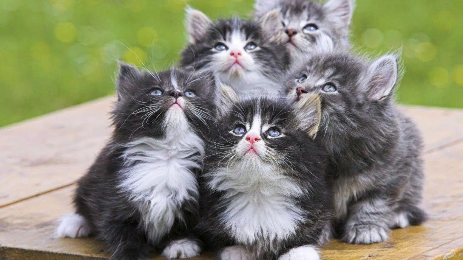 Kittens cats cute wallpapers Screenshots5