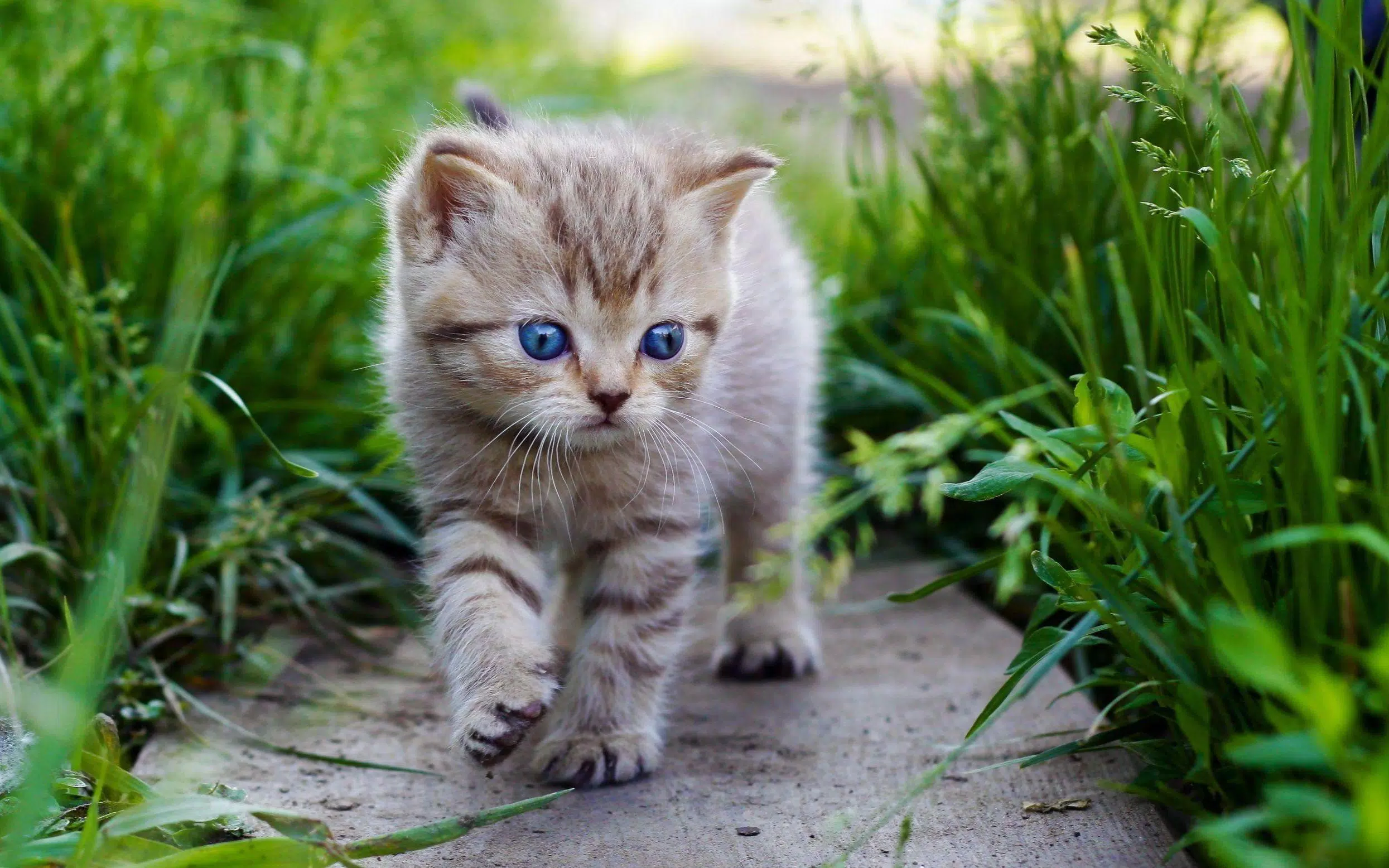Kittens cats cute wallpapers Screenshots6