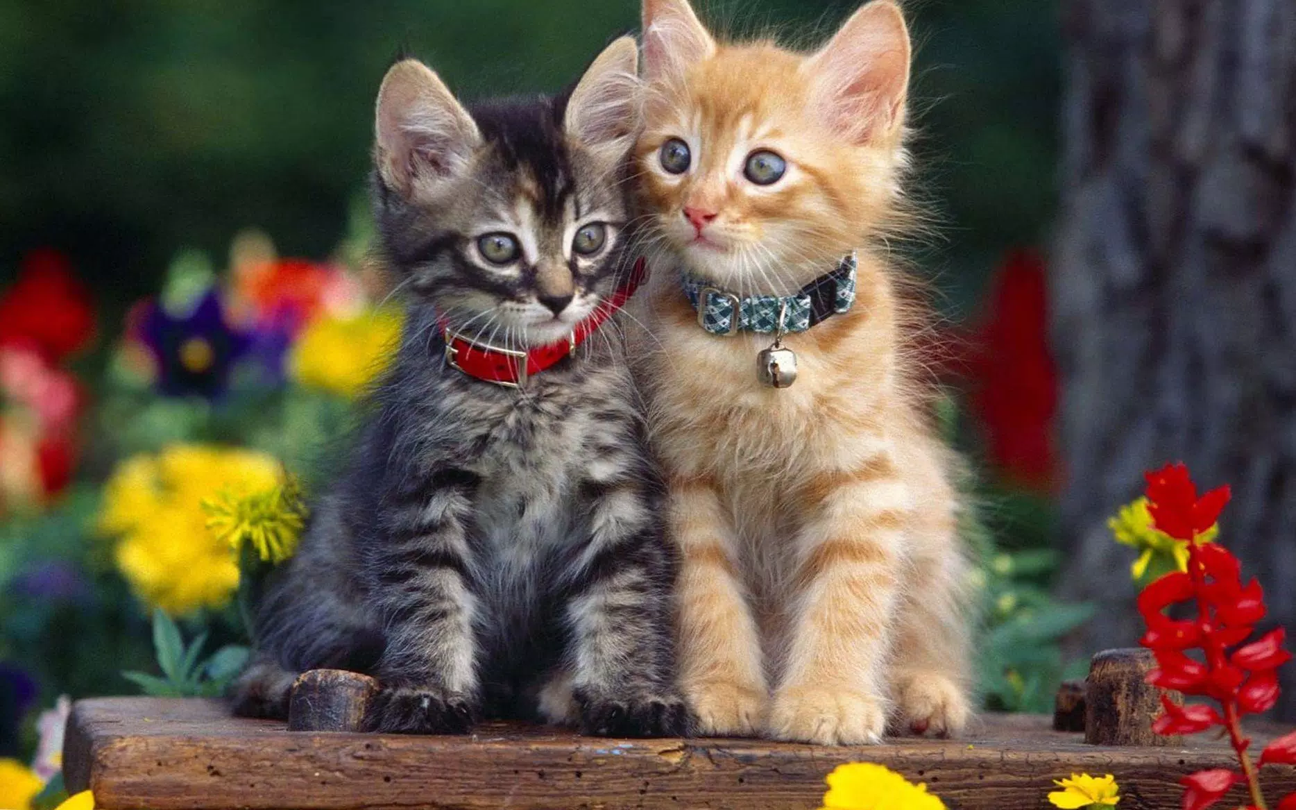 Kittens cats cute wallpapers Screenshots7