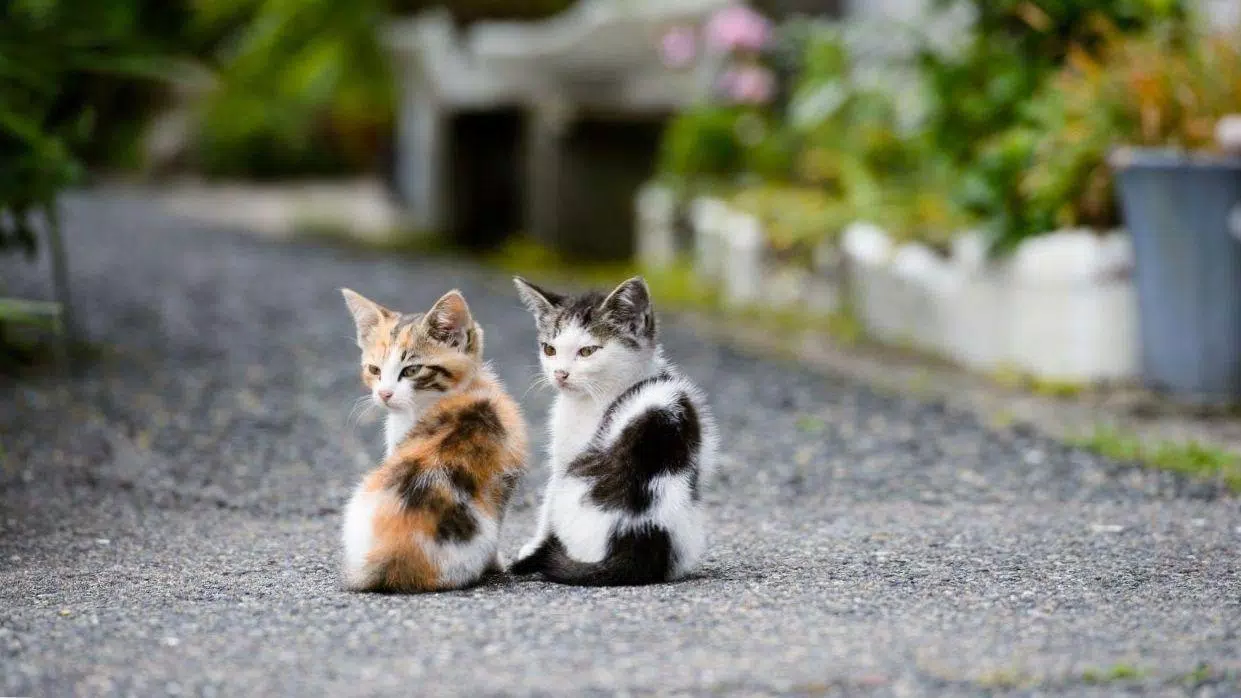 Kittens cats cute wallpapers Screenshots8