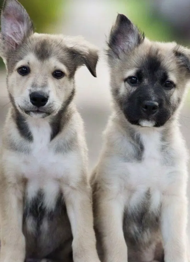 Wallpapers cute puppies animal Screenshots