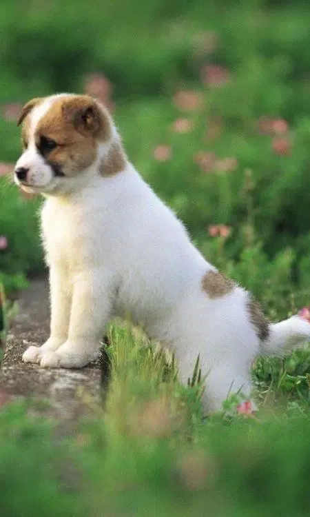 Wallpapers cute puppies animal Screenshots