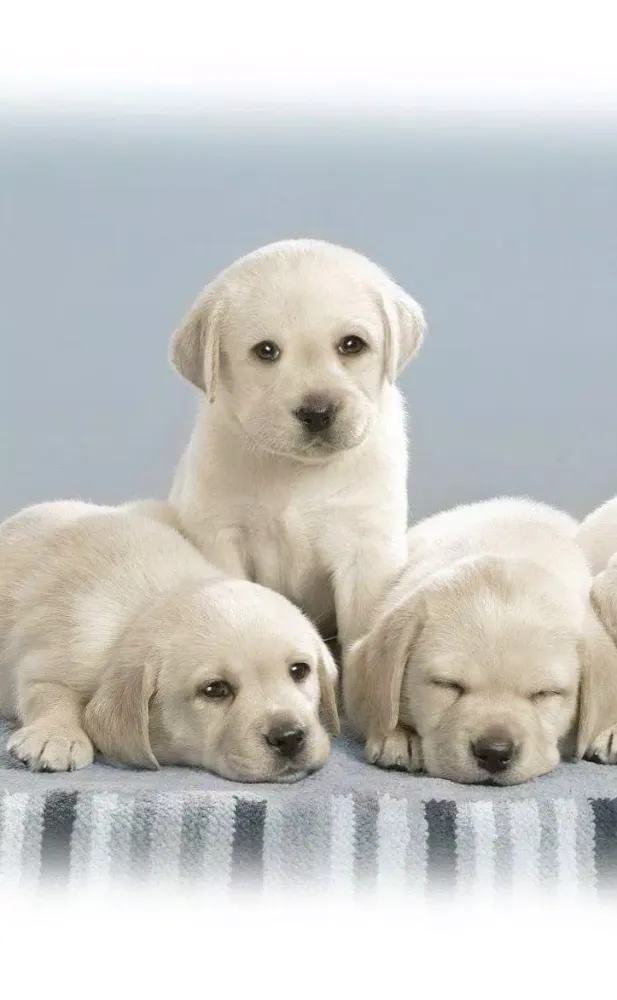 Wallpapers cute puppies animal Screenshots