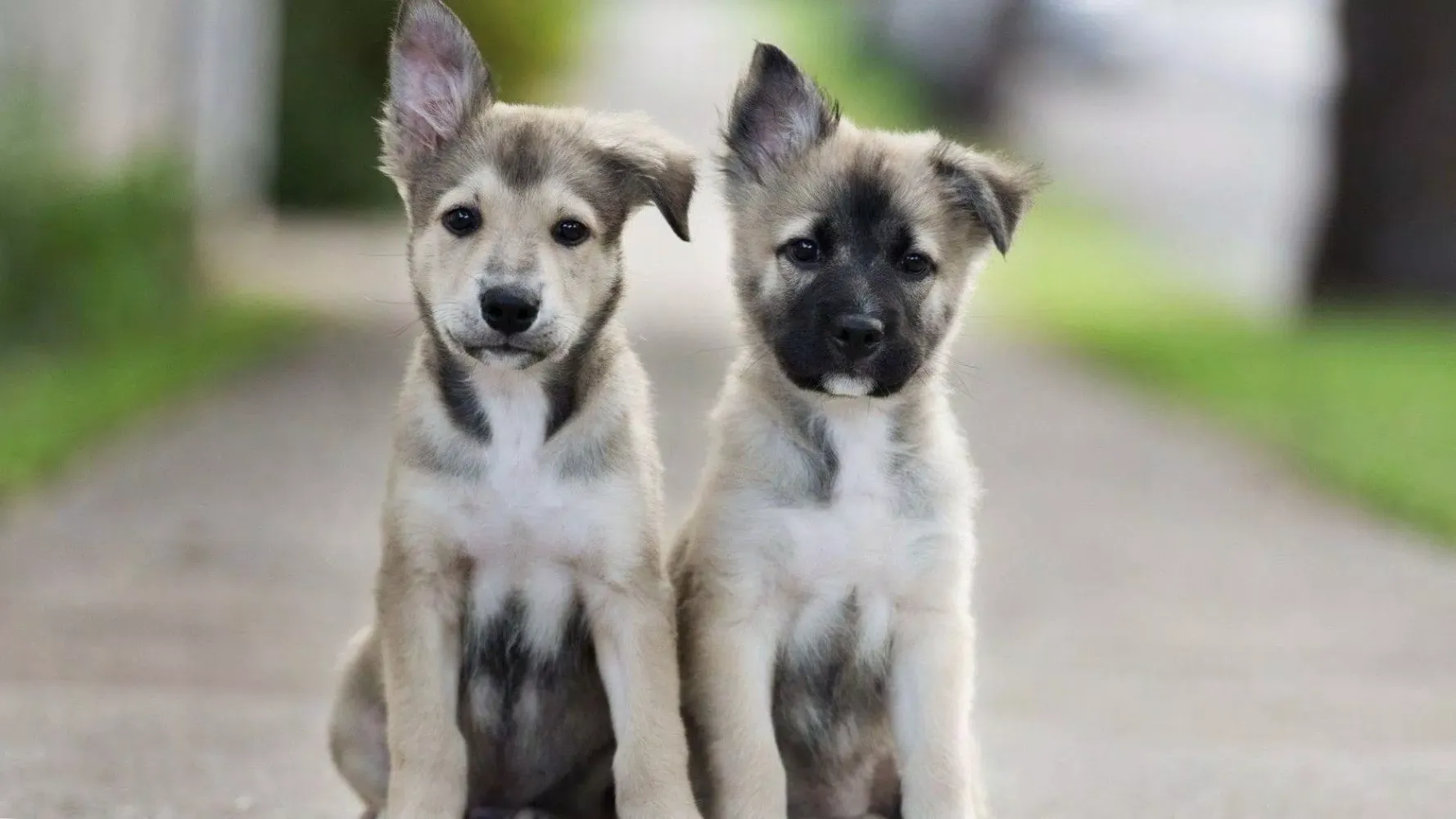 Wallpapers cute puppies animal Screenshots