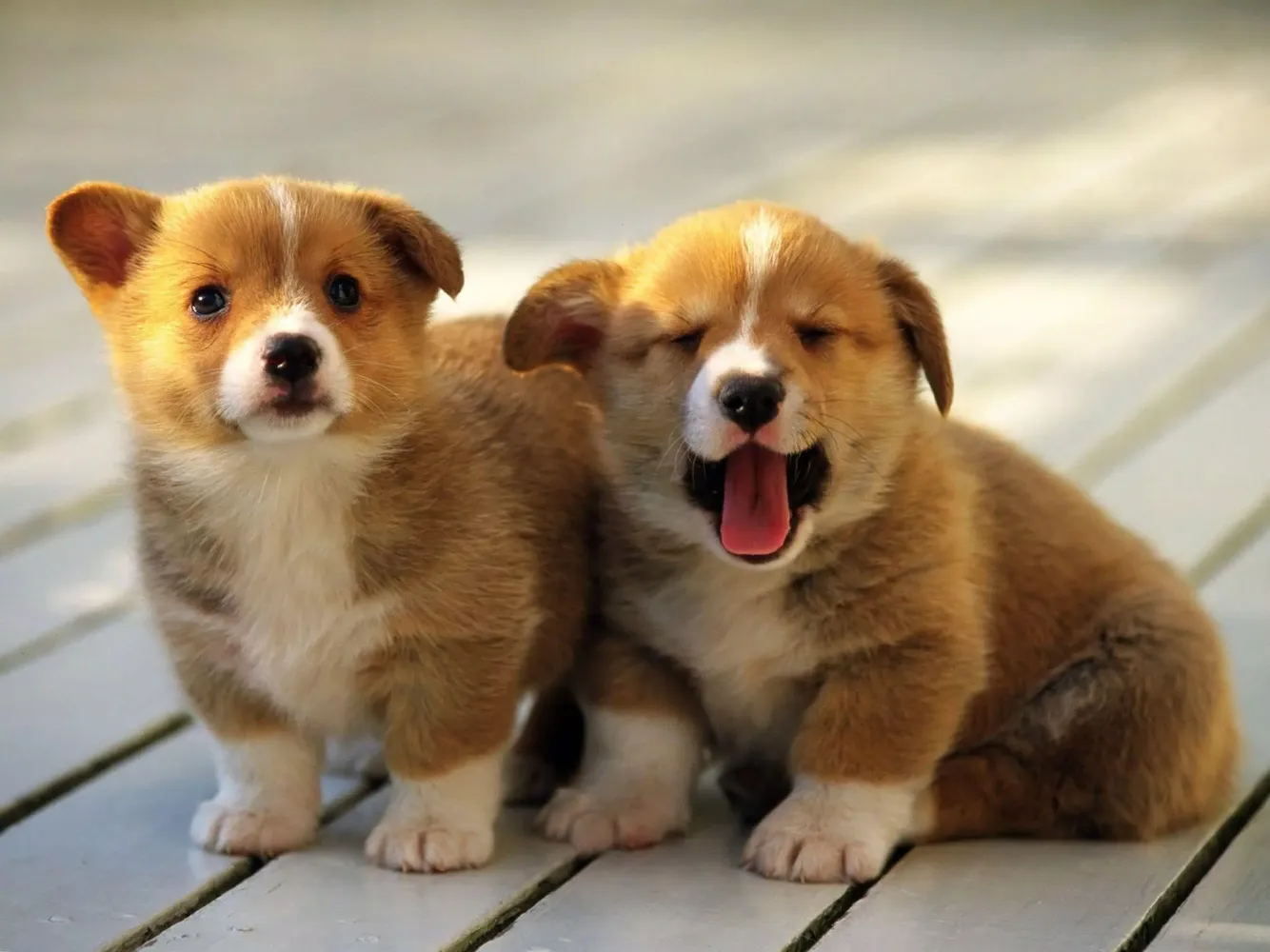 Wallpapers cute puppies animal Screenshots