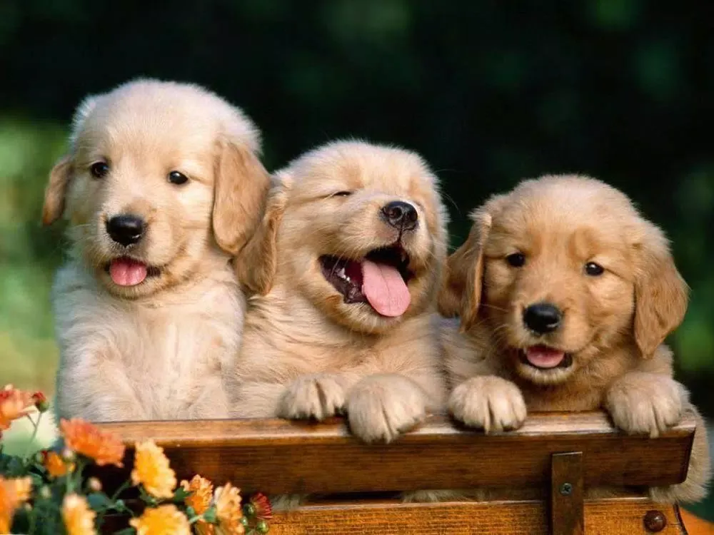 Wallpapers cute puppies animal Screenshots