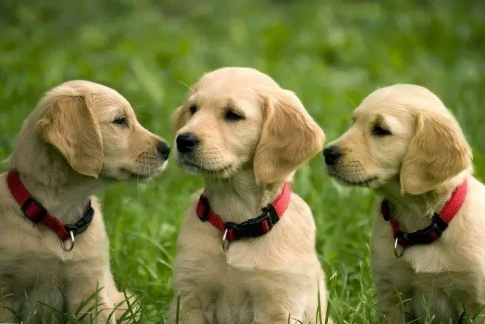 Wallpapers cute puppies animal Screenshots