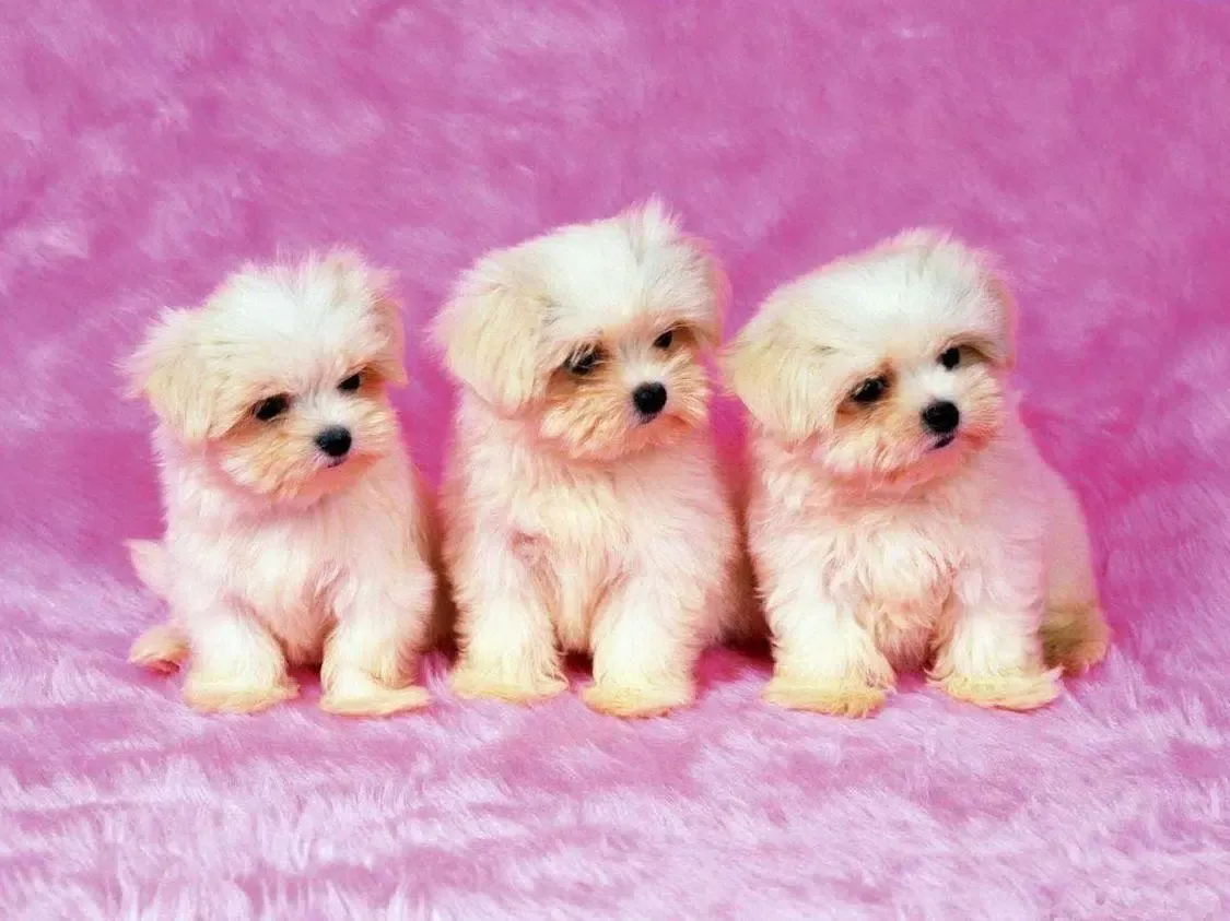 Wallpapers cute puppies animal Screenshots